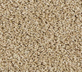 Elegant Tones Warm Almond