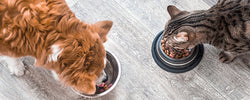 The Best Flooring For Pets