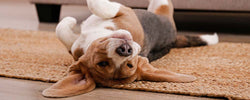 Avoid 8 Common Flooring Mistakes: A Homeowner's Guide