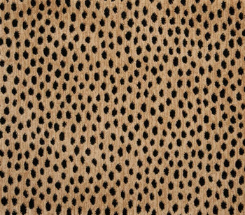 Dottie Bronze