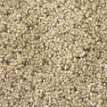 Lucy Walnut