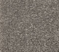 Solidify I Tree Bark